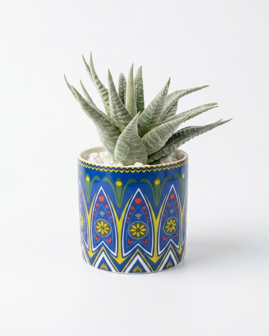 Silver Frost Haworthia Pot